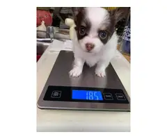 3 long-haired Chihuahua Puppies for sale - 2