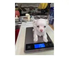 3 long-haired Chihuahua Puppies for sale - 3