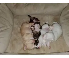 3 long-haired Chihuahua Puppies for sale - 4