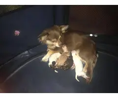 3 long-haired Chihuahua Puppies for sale - 5