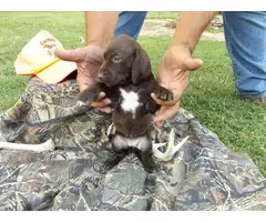 4 German Shorthaired Pointers for sale