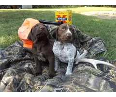 4 German Shorthaired Pointers for sale - 2