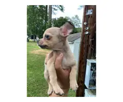 12 weeks old Chihuahua Puppies - 6