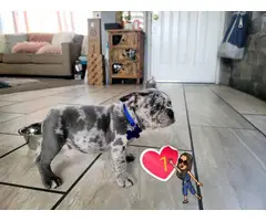 2 blue merle Frenchie puppies for sale - 1