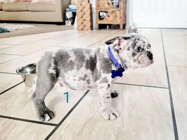 2 blue merle Frenchie puppies for sale - 2/8