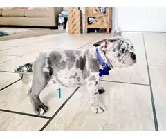 2 blue merle Frenchie puppies for sale - 2
