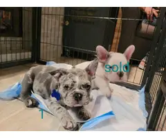 2 blue merle Frenchie puppies for sale - 3
