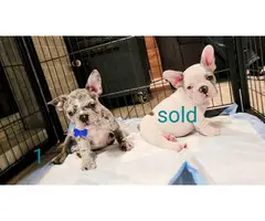 2 blue merle Frenchie puppies for sale - 4