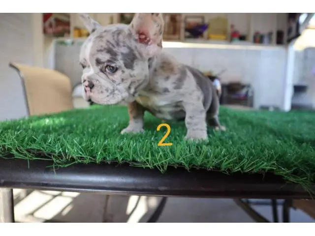 2 blue merle Frenchie puppies for sale - 5/8