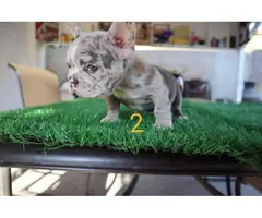 2 blue merle Frenchie puppies for sale - 5