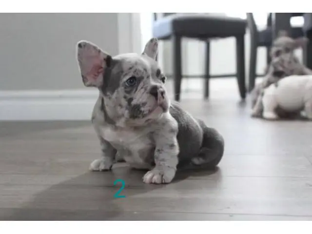 2 blue merle Frenchie puppies for sale - 6/8