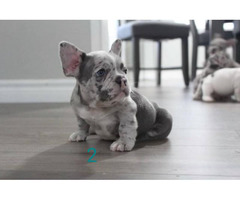 2 blue merle Frenchie puppies for sale Victorville - Puppies for Sale ...