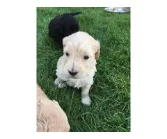 6 F1 Goldendoodle puppies for sale - 2