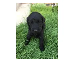 6 F1 Goldendoodle puppies for sale - 4