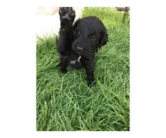 6 F1 Goldendoodle puppies for sale - 5