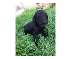 6 F1 Goldendoodle puppies for sale - 6