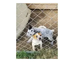 Full blooded Australian cattle dog puppies - 3