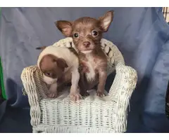 Teacup Chihuahua Puppies for Sale - 1