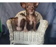 Teacup Chihuahua Puppies for Sale - 2
