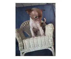Teacup Chihuahua Puppies for Sale - 3