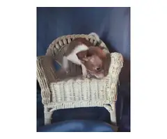 Teacup Chihuahua Puppies for Sale - 4