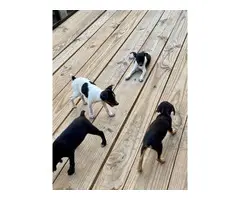 Rat terrier puppies - 9