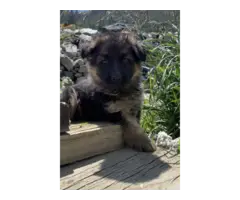 Purebred German Shepherd puppies for sale - 2