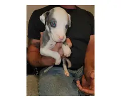 4 Great Dane puppies pet homes only
