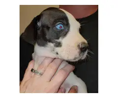 4 Great Dane puppies pet homes only - 4