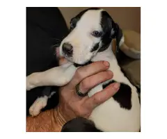 4 Great Dane puppies pet homes only - 6