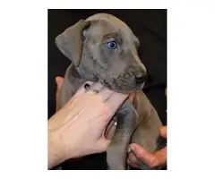 4 Great Dane puppies pet homes only - 7