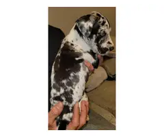 4 Great Dane puppies pet homes only - 8