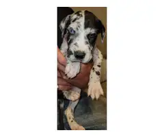 4 Great Dane puppies pet homes only - 9