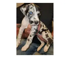 4 Great Dane puppies pet homes only - 10