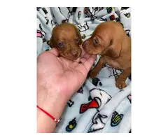 6 Purebred Red Dachshund puppies available