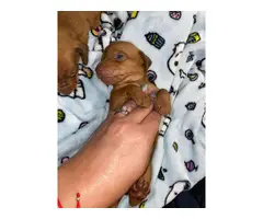 6 Purebred Red Dachshund puppies available - 2