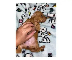 6 Purebred Red Dachshund puppies available - 3