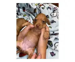 6 Purebred Red Dachshund puppies available - 5