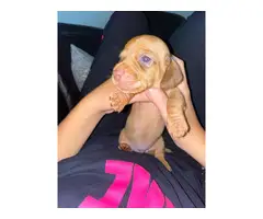 6 Purebred Red Dachshund puppies available - 6