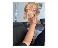 6 Purebred Red Dachshund puppies available - 7