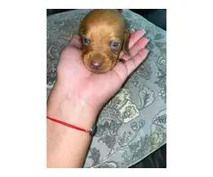 6 Purebred Red Dachshund puppies available - 9