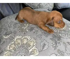 6 Purebred Red Dachshund puppies available - 10