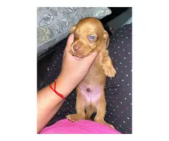 6 Purebred Red Dachshund puppies available - 11