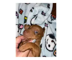 6 Purebred Red Dachshund puppies available - 13