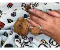 6 Purebred Red Dachshund puppies available - 14