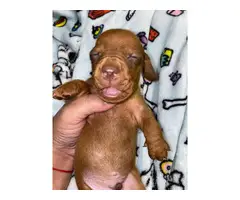 6 Purebred Red Dachshund puppies available - 15