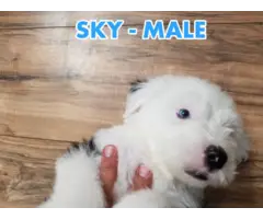 3 Male Old English Sheepdog Puppies - 2