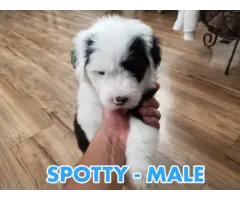 3 Male Old English Sheepdog Puppies - 4