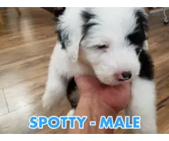 3 Male Old English Sheepdog Puppies - 5