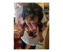 Cavalier King Charles Spaniels for sale - 2